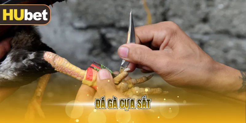Đá gà cựa sắt