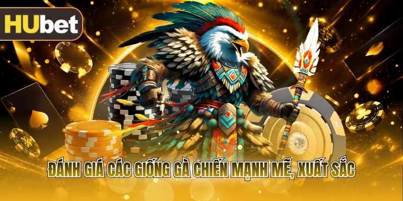 Đánh giá các giống gà chiến mạnh mẽ, xuất sắc